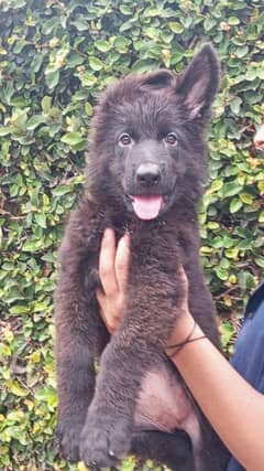 German Shephard | pink pedigree puppies from imported father