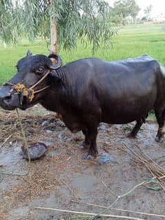 Bhains,Buffalo