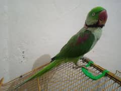 talking fully developed male raw parrot for sell.