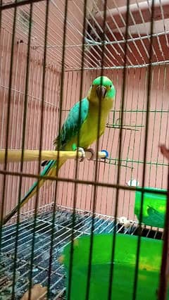 Green Parrot Female Full Talking Face to Face.