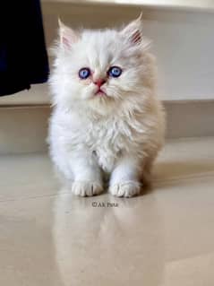 Persian kittens and cats available Whatsapp Number 03257190302