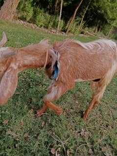 White and red male