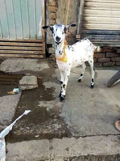 bakri sale age 3 month 03018849331