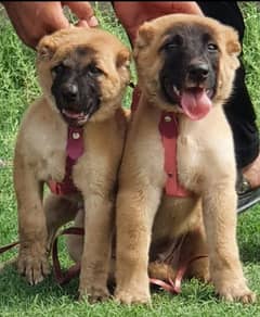 Turkish kangal dog's full security age 75 days for sale