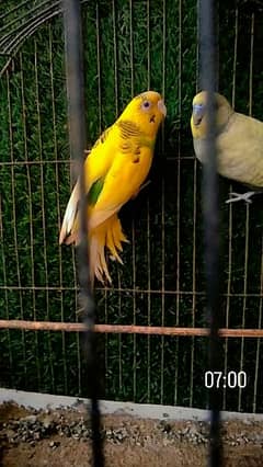 Australian parrots