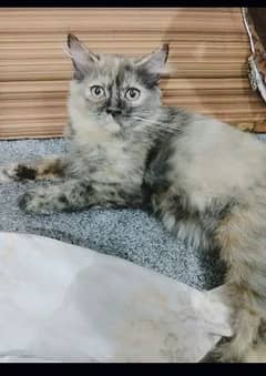 Persian cat triple coated female kitten punch face 03269411506 watsapp