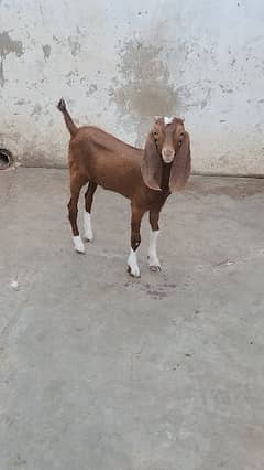 Tappra Bakra