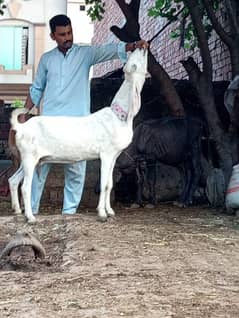 Urgrnt Rajnpuri Cross Gabban Bakri Sale