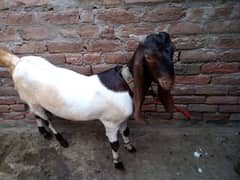 male goat
