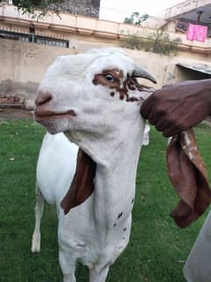 Beautiful Desi Goat Pair For Sale in Paragon City Lahore