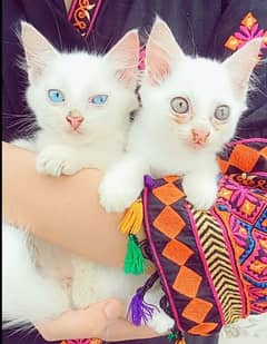 Persian kittens