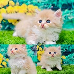 Persian kittens punch face and adult cats available