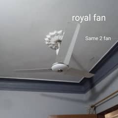 royal fans