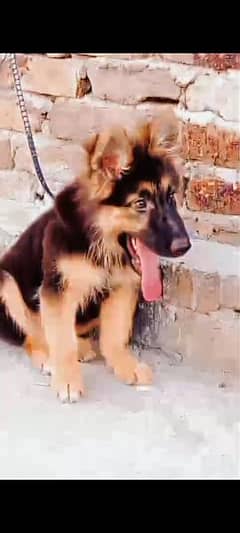 Gsd Puppy for sale long coat female puppy healthy and active