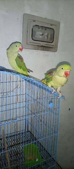 All birds for sale