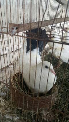 black tail pair with eggs