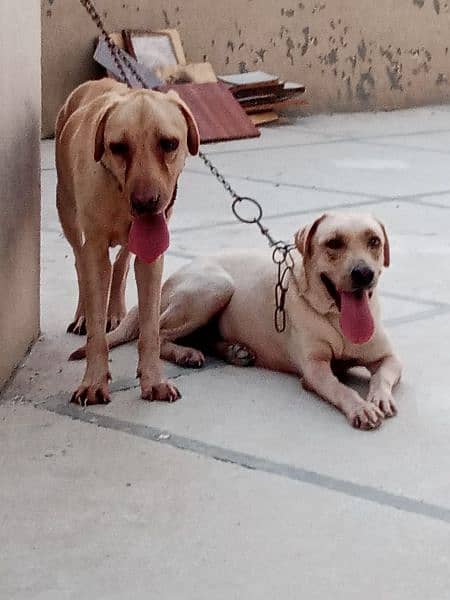 Labrador pair 2