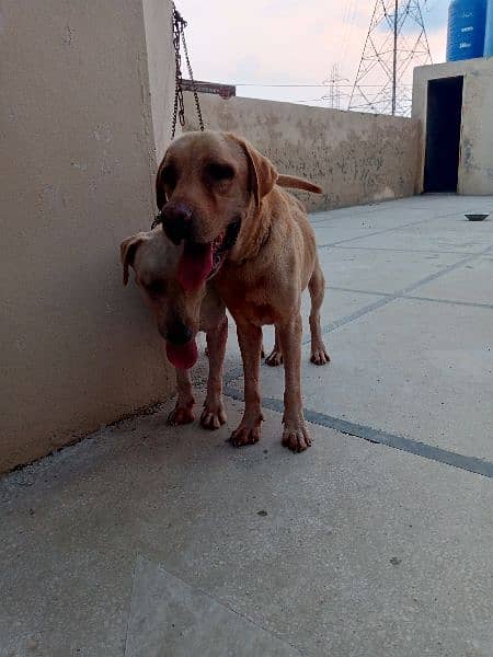 Labrador pair 6