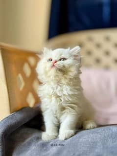 Persian kittens and cats available Whatsapp Number 03257190302