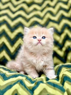 Persian kittens and cats available Whatsapp Number 03257190302