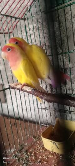 albino yellow red nick for sale