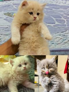 Persian kittens punch face and adult cats available