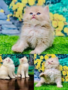 Persian kittens punch face and adult cats available