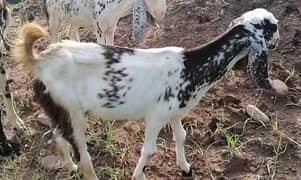 2 Goat / Bakri for sale