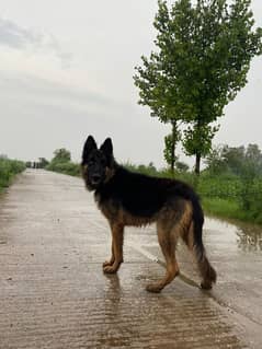 German shepherd for sale / Double Coat / GSD / german shepherd / Black