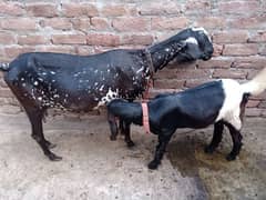 I have selling 2 female goats