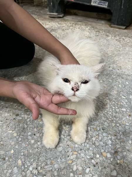 persian cats triple coated for sale 1