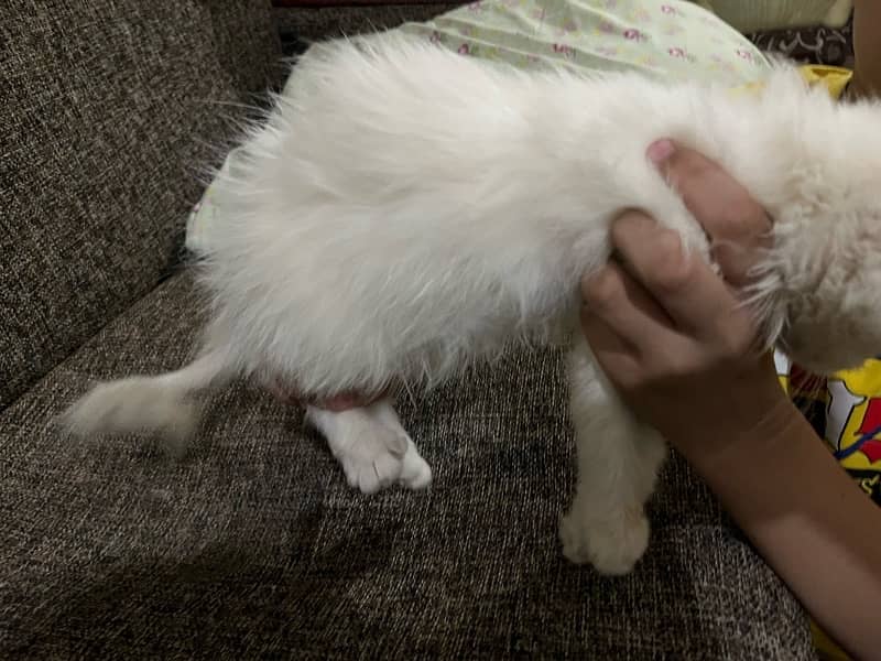 persian cats triple coated for sale 3