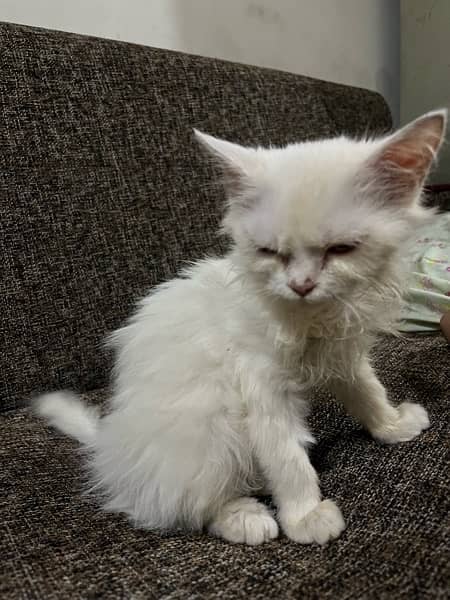 persian cats triple coated for sale 5