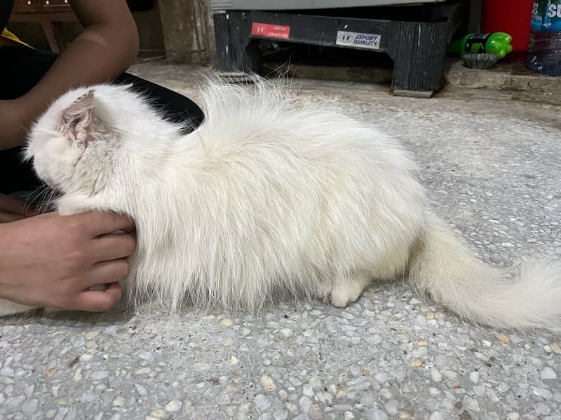 persian cats triple coated for sale 6