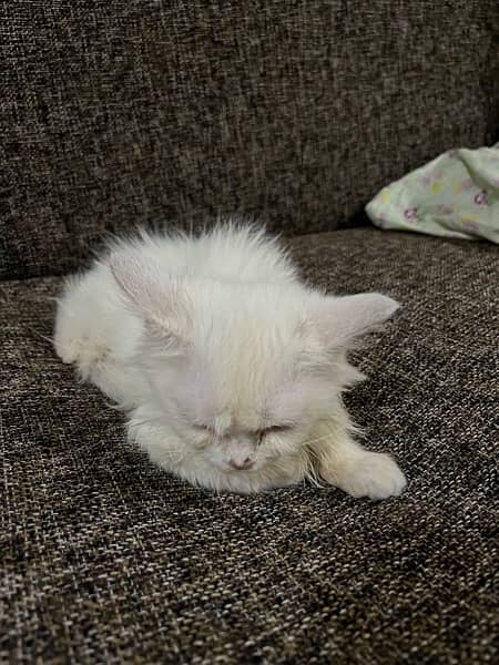 persian cats triple coated for sale 8