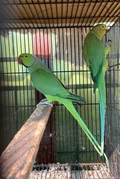 parrots for sale