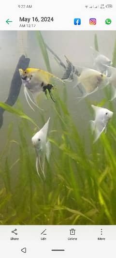 angelfish