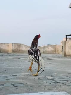 Mianwali Aseel Bird