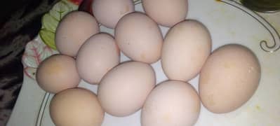 Aseel Egg 150rs per