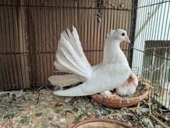 laka pigeon female for sale