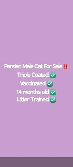 Persian male cat triple coated