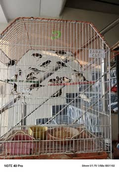 white zebra n Banglize Finches 0