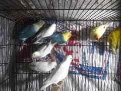 lovebird for sale