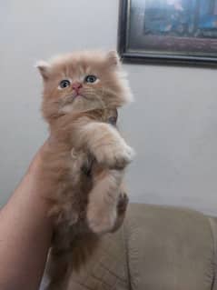 pure persian kitten