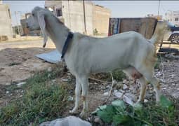 Bakri