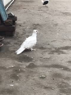 Frillback pigeon male