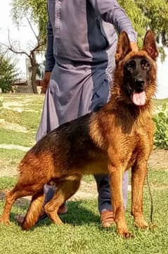 German Shepherd male long coat for sale