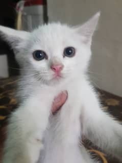 I am selling 2 pure Persian kittens paper white healthy and active