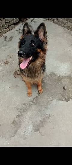 German Shepherd Pink Pedigreed Confirm Breeder Female