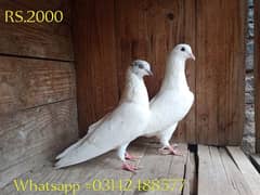 Best quality pigeons